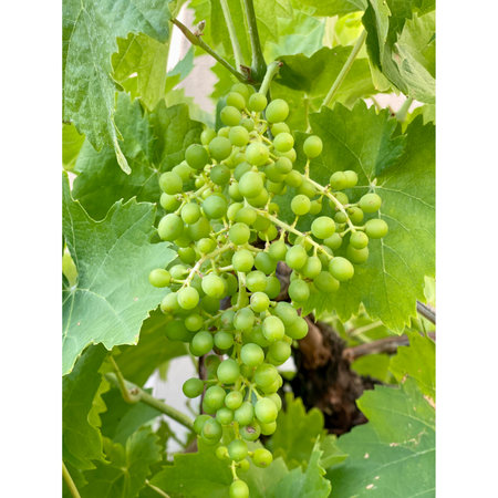 Green grapes in vineyard on white background with copy space for textの写真素材