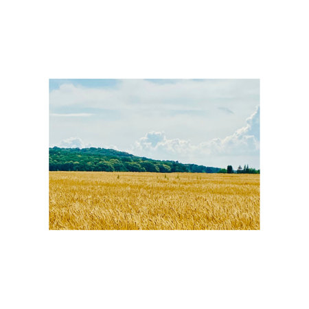Agricultural field with ears of wheat and blue sky with cloudsの写真素材