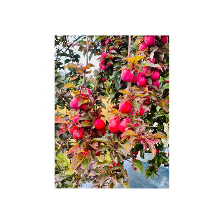 Red plums on the tree. Isolated on a white background.の写真素材