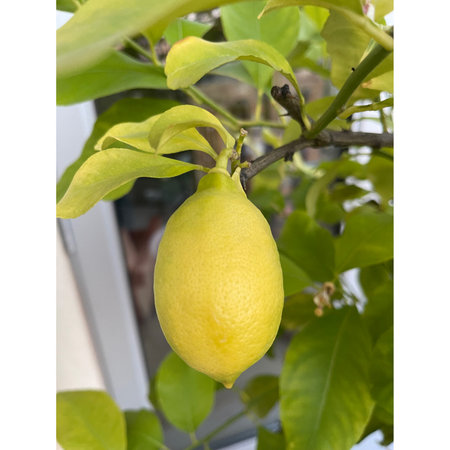 Lemon tree with ripe yellow lemons hanging on branch with leavesの写真素材