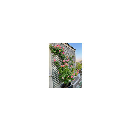 Rose tree on the wall with blue sky for illustration .の写真素材