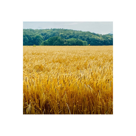 agricultural field of ripe wheat, isolated on a white background