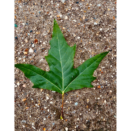 Green maple leaf on the ground with white space for your text.の写真素材