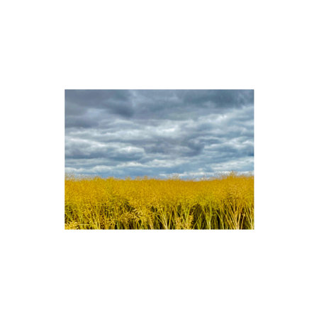 Rapeseed field with cloudy sky. Collage. Isolated on white background.の写真素材