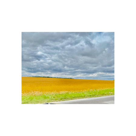summer landscape with yellow field and road isolated on white background.の写真素材