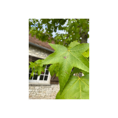 Green maple leaf on the background of a house. Isolate.の写真素材