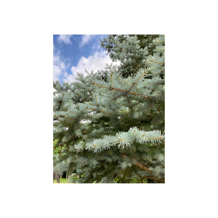 Blue spruce branches. Isolated on white background with clipping pathの写真素材