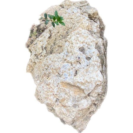Rock and plant isolated on white background. Clipping path included.の写真素材