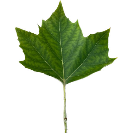 Green leaf isolated on a white background. Clipping path included.の写真素材