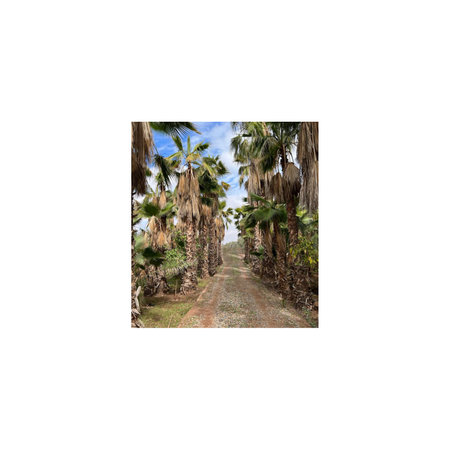 Collage of palm trees on a white background. Collage.の写真素材