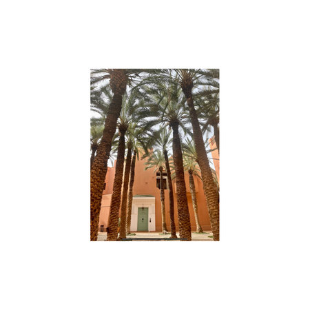 palm trees on a white background with a place for your textの写真素材