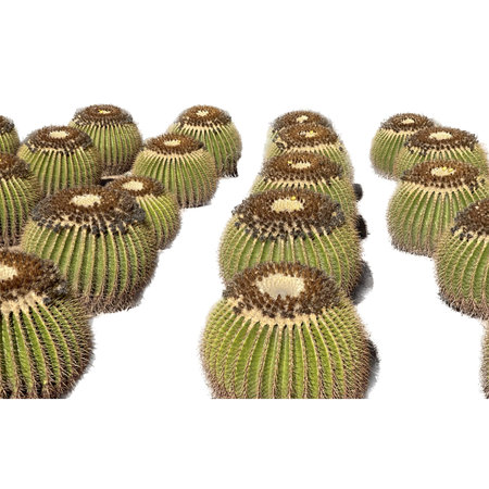 Cactuses in a row isolated on white background. 3D illustration.の写真素材