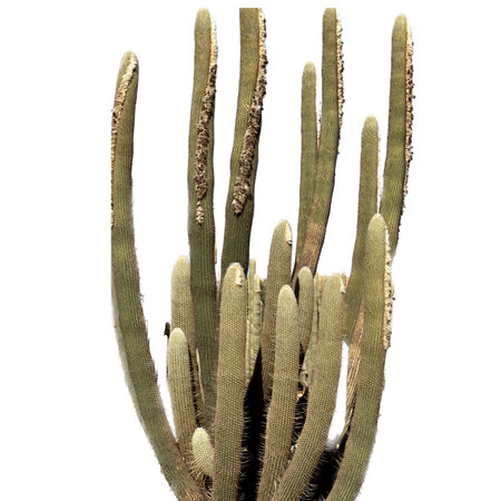 Cactus isolated on white background with clipping path. Close up.の写真素材