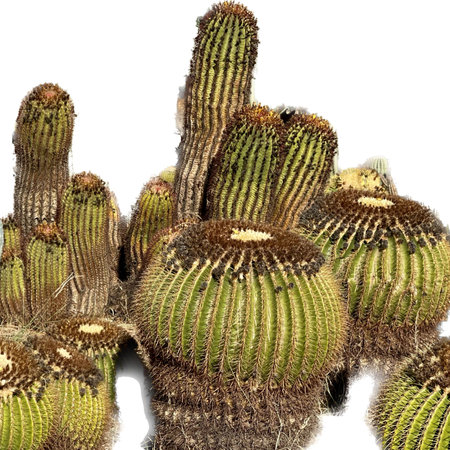Cactuses isolated on white background. Close up cactus.の写真素材