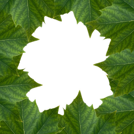 Green leaves isolated on white background with copy space for your text.の写真素材