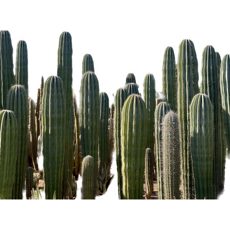 Cactuses isolated on white background with copy space for text.の写真素材