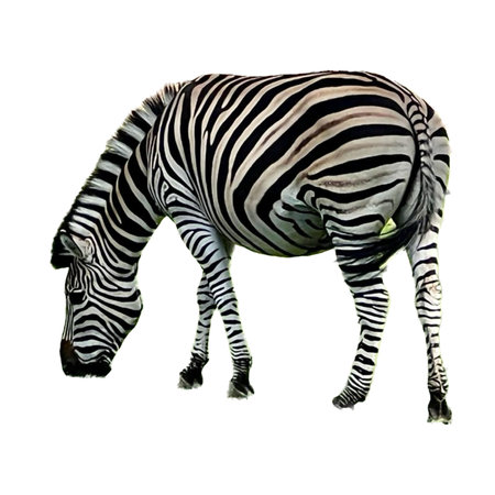 Zebra isolated on white background with clipping path. 3D illustration.の写真素材