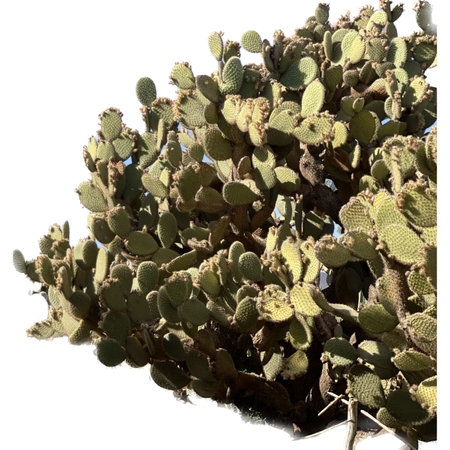 Cactus plant isolated on white background, closeup of photo.の写真素材