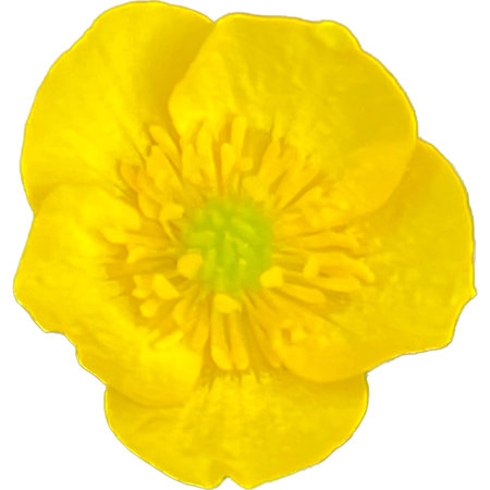 Yellow buttercup flower isolated on white background. Close-up.の写真素材