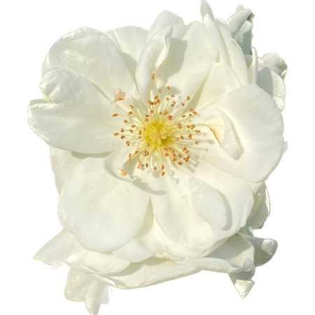 White rose on a white background. Close-up. Nature.の写真素材