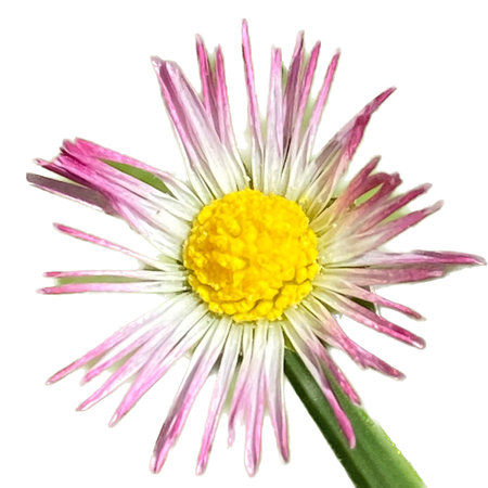 Daisy flower isolated on white background. Close-up. Studio photography.の写真素材