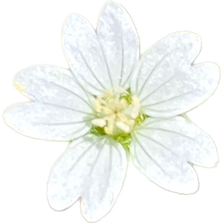 White flower on a white background. Watercolor painting. Vector illustration.の写真素材