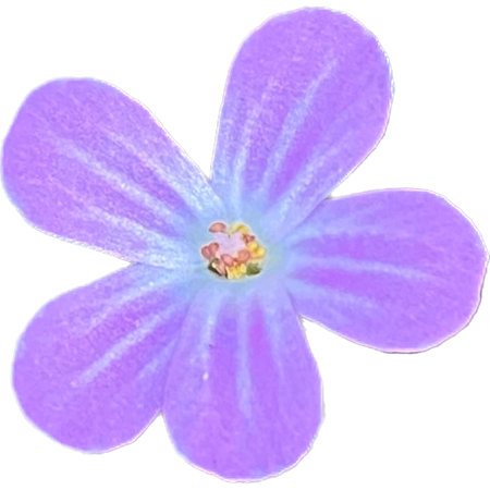 Flower on white background. Watercolor illustration. Purple flower.の写真素材