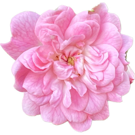 Pink rose flower isolated on white background. Clipping path included.の写真素材