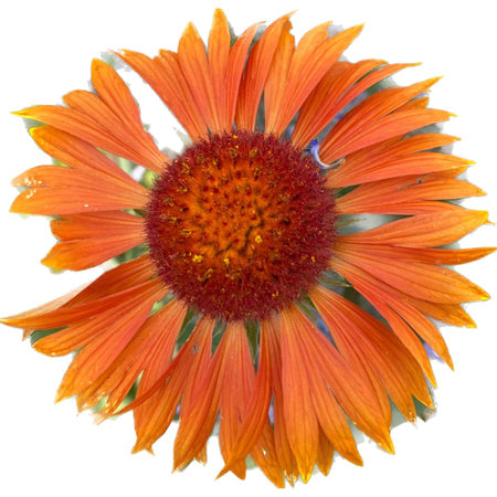 Close up of orange flower head of Gazania flower on white backgroundの写真素材