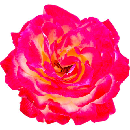 pink rose flower isolated on white background. Close-up.の写真素材