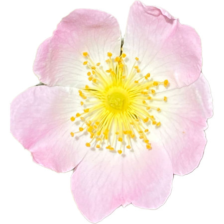 Dog rose flower isolated on white background. Clipping path included.の写真素材