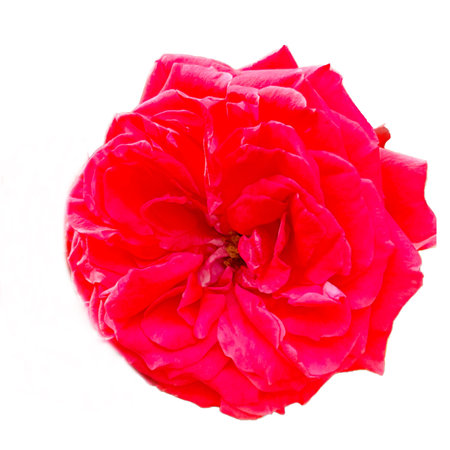 Beautiful red rose isolated on white background. Flat lay, top view.の写真素材