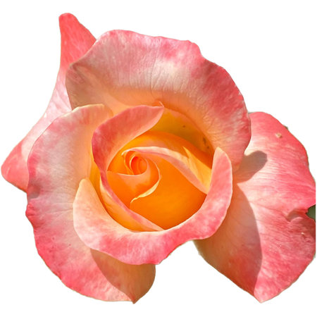 Pink and yellow rose isolated on white background. Close-up.の写真素材