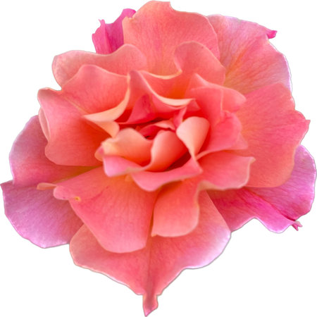 Pink rose isolated on white background with clipping path. Close up.の写真素材