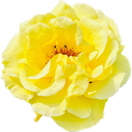Beautiful yellow rose on a white background. Close-up.の写真素材