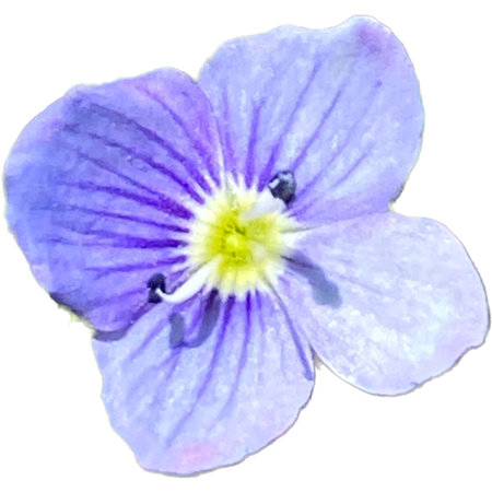 Watercolor blue flower on a white background. Watercolor illustration.の写真素材