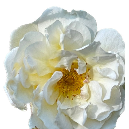 White rose on a white background. Close-up. Isolate.の写真素材