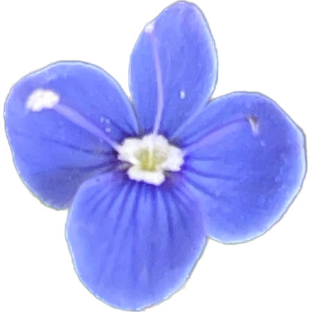 Blue flower on a white background. Close-up. Isolate.の写真素材