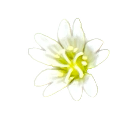 White flower isolated on white background. Clipping Paths included.の写真素材