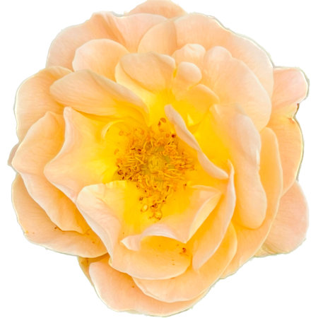 Yellow rose isolated on white background. Top view. Flat lay.の写真素材