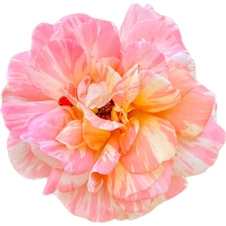 Close up of pink rose isolated on white background, clipping path includedの写真素材