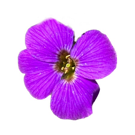 violet flower isolated on white background. macro. top view.の写真素材