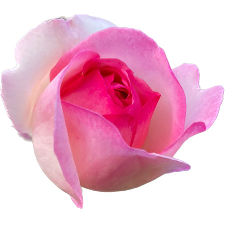 pink and white rose isolated on white background, top view.の写真素材