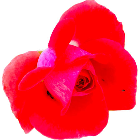 red rose isolated on white background close up. top view. Flat lay.の写真素材