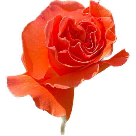 Beautiful orange rose isolated on a white background. Close-up.の写真素材