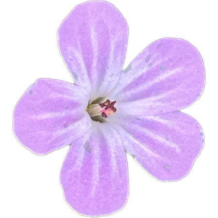 Watercolor illustration of a pink geranium flower on a white backgroundの写真素材