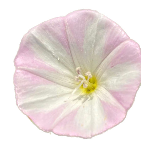 white and pink bindweed flower isolated on white background with clipping pathの写真素材