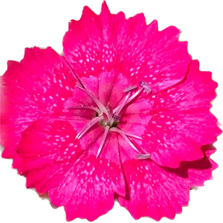Dianthus chinensis, pink flower isolated on white background.の写真素材