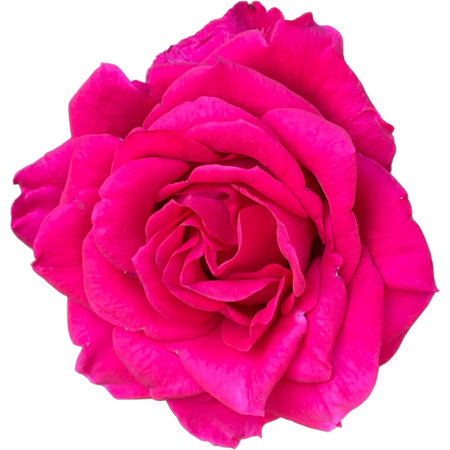 Pink rose isolated on white background. Close-up. Nature.の写真素材