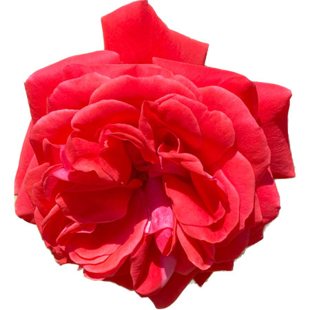 Red rose isolated on white background. Top view. Flat lay.の写真素材